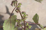 Hairy crabweed <BR>Clammyweed